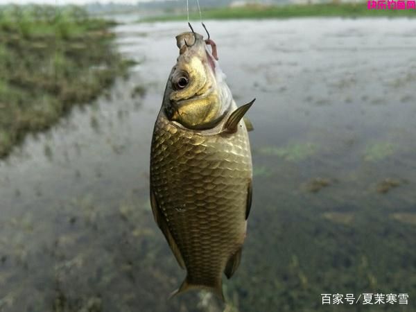 钓鱼用什么饵料好？这3组野钓配方，个个都
