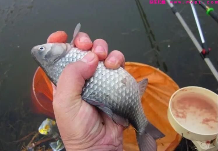 冬季钓鲫鱼，掌握3个调漂技巧，鲫鱼一条接