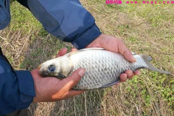 夏季钓鲫鱼，有三类钓位需要避开，钓鱼新手一定要多看看