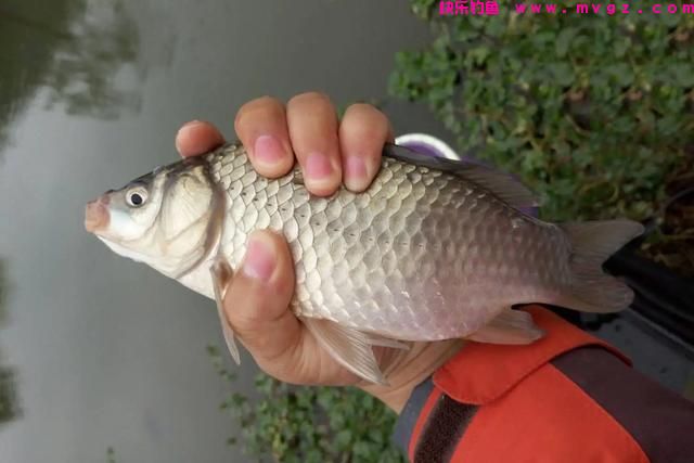 为何野钓时，钓到的多是小鲫鱼，做好这3点，竿竿有大鲫鱼