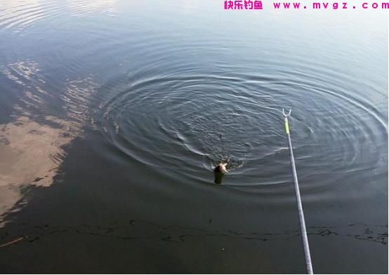 开春后钓鲫鱼，需要改变套路了，早掌握3个“秘诀”就早爆护！