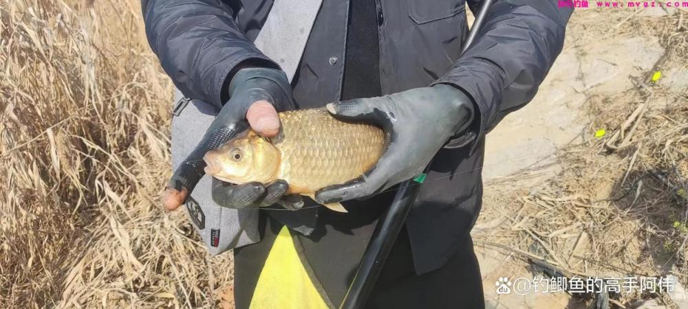 又是一年钓鱼季，老师傅晚春钓大板鲫的一些经验，条条都是精华！