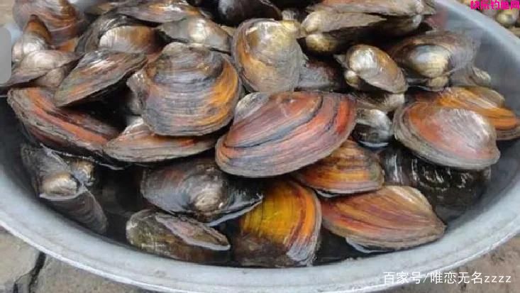 真香！野钓用这6种“天然饵”，“零成本”也能连竿到手软
