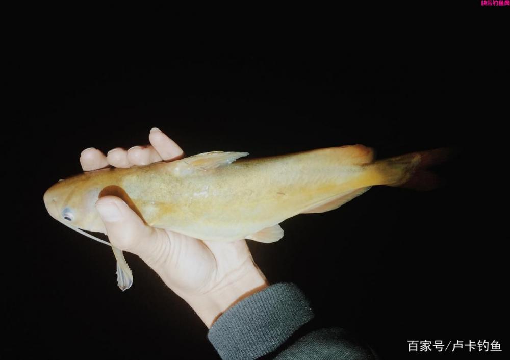 钓鱼用什么饵料最好，分清这三点，轻松又上