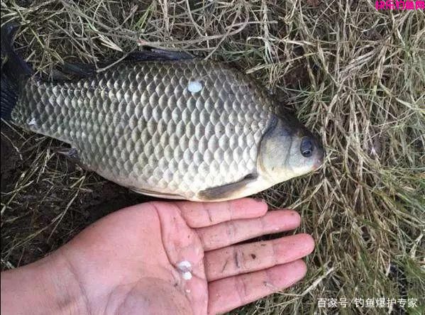 钓鲫鱼鲤鱼，用什么饵料搭配最好？（推荐）