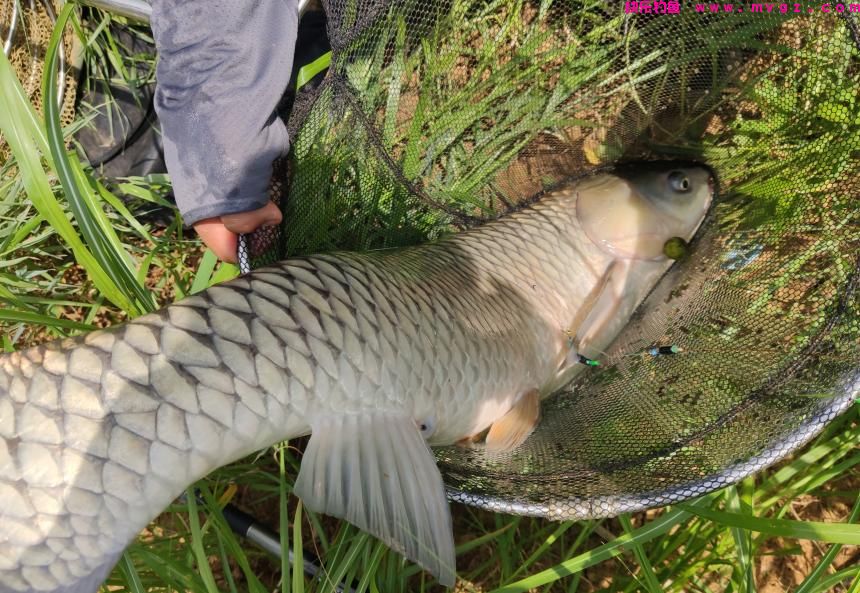 草鱼开口了！夏季钓草鱼，钓浮还是钓底？如何做个湖冠