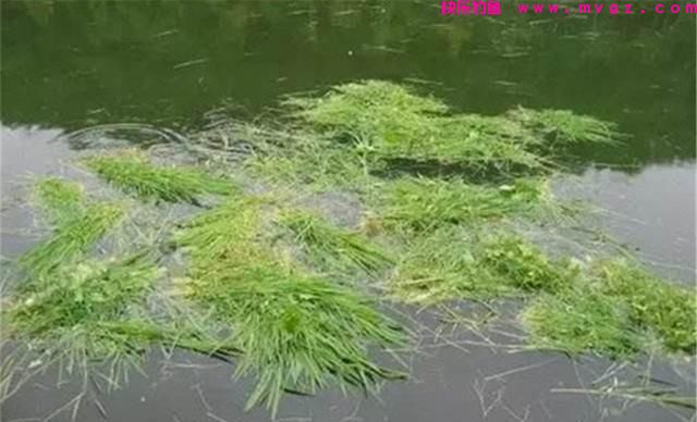 草鱼应该钓浮还是钓底？钓草鱼选水层的4个要点，简单实用效果好