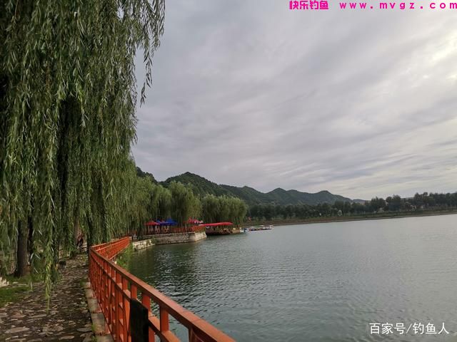 草鱼这个钓法最近火了，简单易上手，新手一学就会