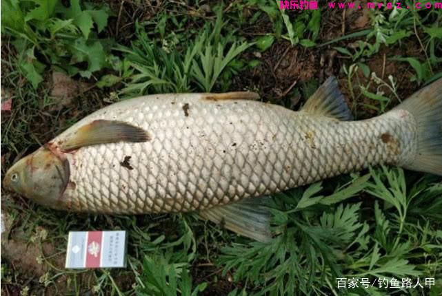 钓草鱼还要到处拜师？用心记牢这几招，小白也能弯弓上大草