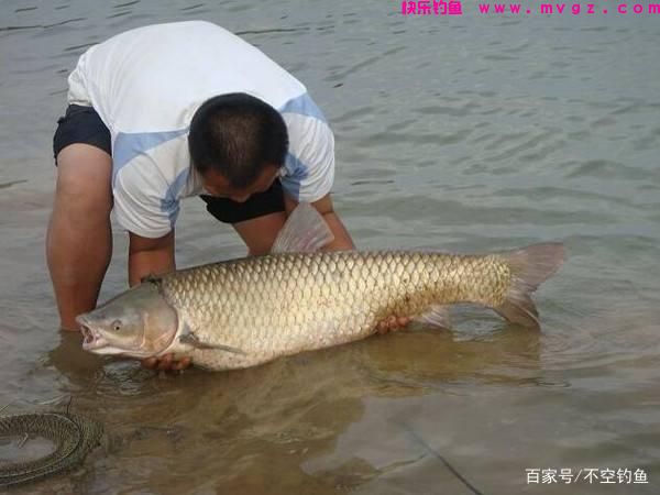 野钓想钓草鱼其实并不难，只要掌握这些技巧，草鱼爆护不是梦！