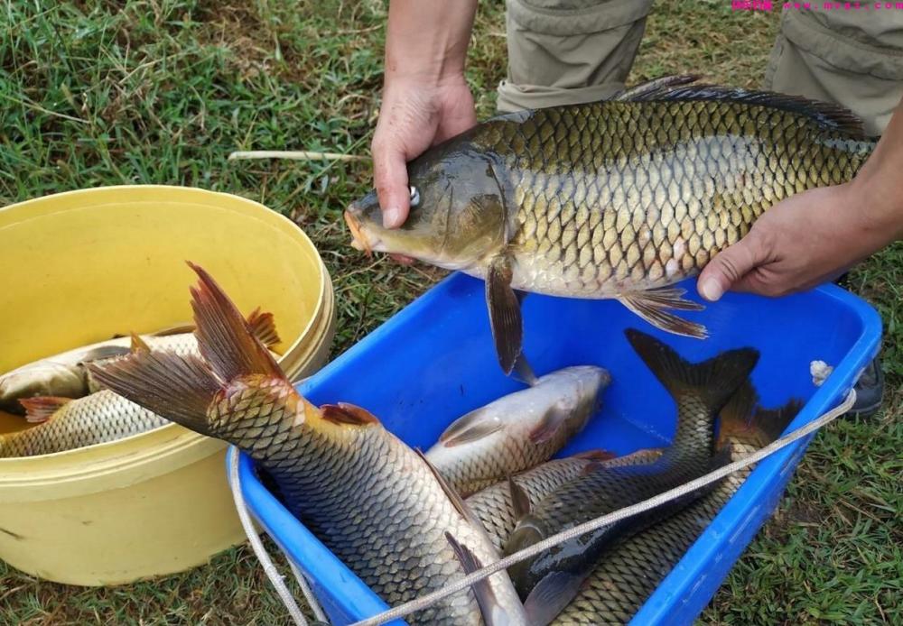 野钓鲤鱼有绝招，这些技巧值得关注，钓鲤鱼不再愁