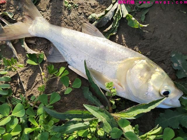 盛夏才是钓鲢鳙的好时节，这些“秘诀”要学