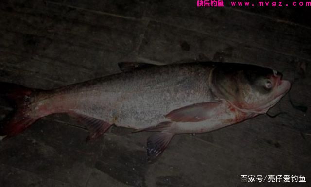 实战经验分享，这样垂钓鲢鳙，效果更好，渔获更多