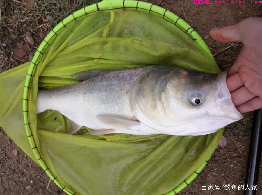 蚯蚓守钓鲢鳙，钓获一条5斤的长江鲢鳙鱼，还钓获长江野生黄辣丁