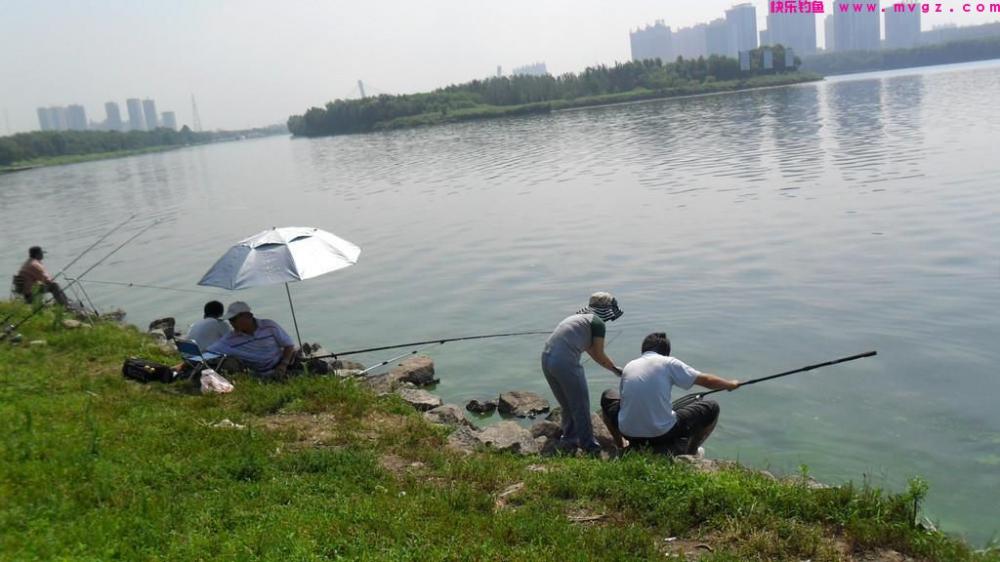 三分钓技，七分位，想要钓到大鲢鳙，就要找准合适的钓点