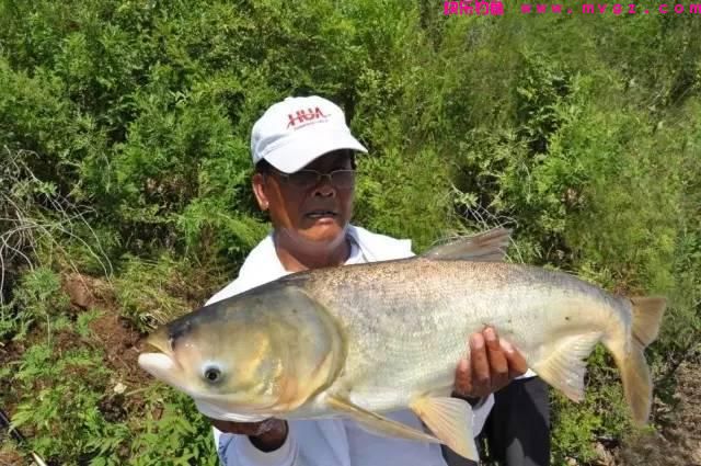 夏季钓鲢鳙并非易事，掌握这点要领，能够提高30%中鱼率