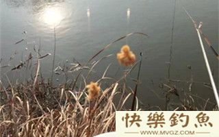 冬季野塘野钓夜钓的用饵技巧