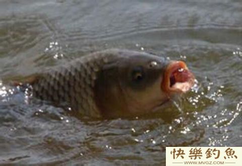 掌握好天气和水温规律，冬季钓鲫鱼一样收获