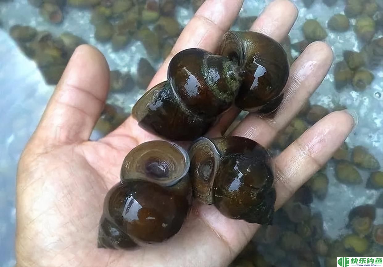 钓青鱼的5个技巧，只要掌握了，轻松钓到大青鱼