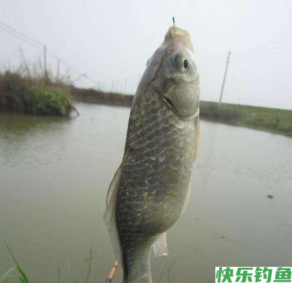 鲫鱼怎么钓效果好？记住4个技巧，爆护很简单