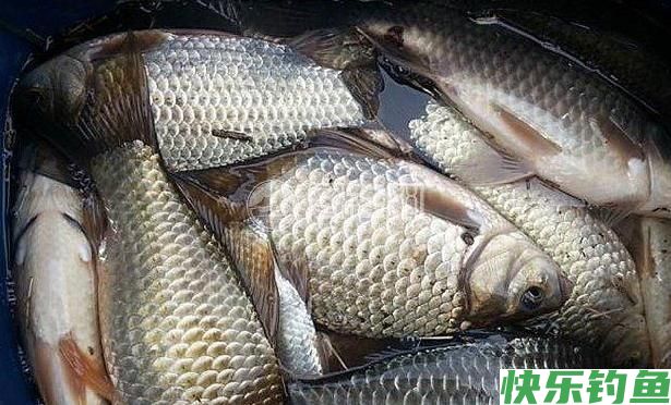 野钓经验谈之四 鲫鱼最爱吃的饵料 别担心你我都有