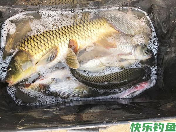 野钓鲫鲤用多大的钩?选钩不能一概而论，得从这几点着手