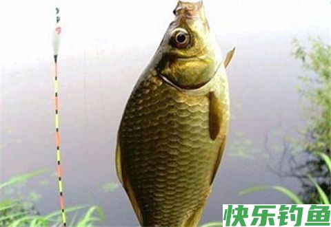 冬季海竿串钩钓大鲫鱼的几个高招，让你连连爆护