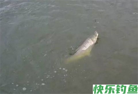 冬钓用这些技巧，大板鲫连竿上