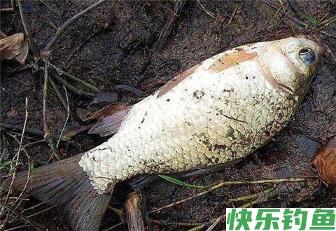冬天这么钓鲫鱼你早该爆护了