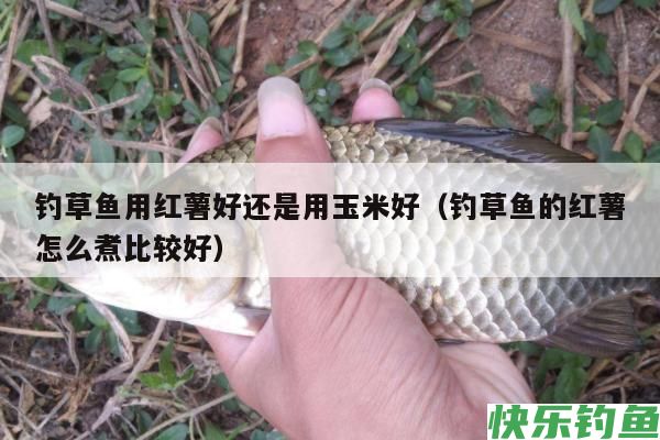 钓草鱼用红薯好还是用玉米好（钓草鱼的红薯
