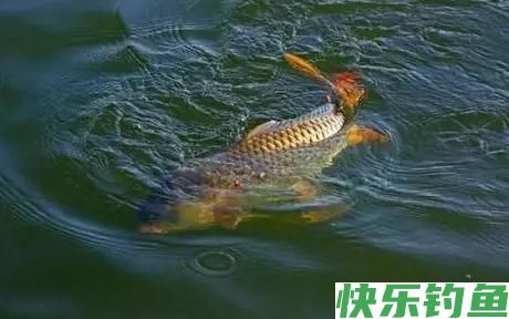 野钓经验之谈 野钓鲤鱼需注意 如何诱鱼是关键