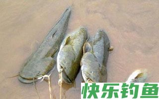 夏秋夜钓鲶鱼的经验之谈（钓法、钓饵、线组）