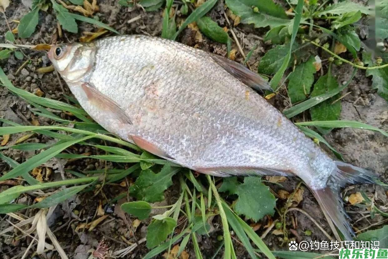 初秋钓鳊鱼的饵料配方，鳊鱼连续地咬钩，一钓一个准