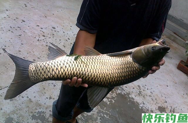 玉米饵用了20年，从未尝试过这种用法，鲫鱼鲤鱼草鱼鳊鱼都可以钓