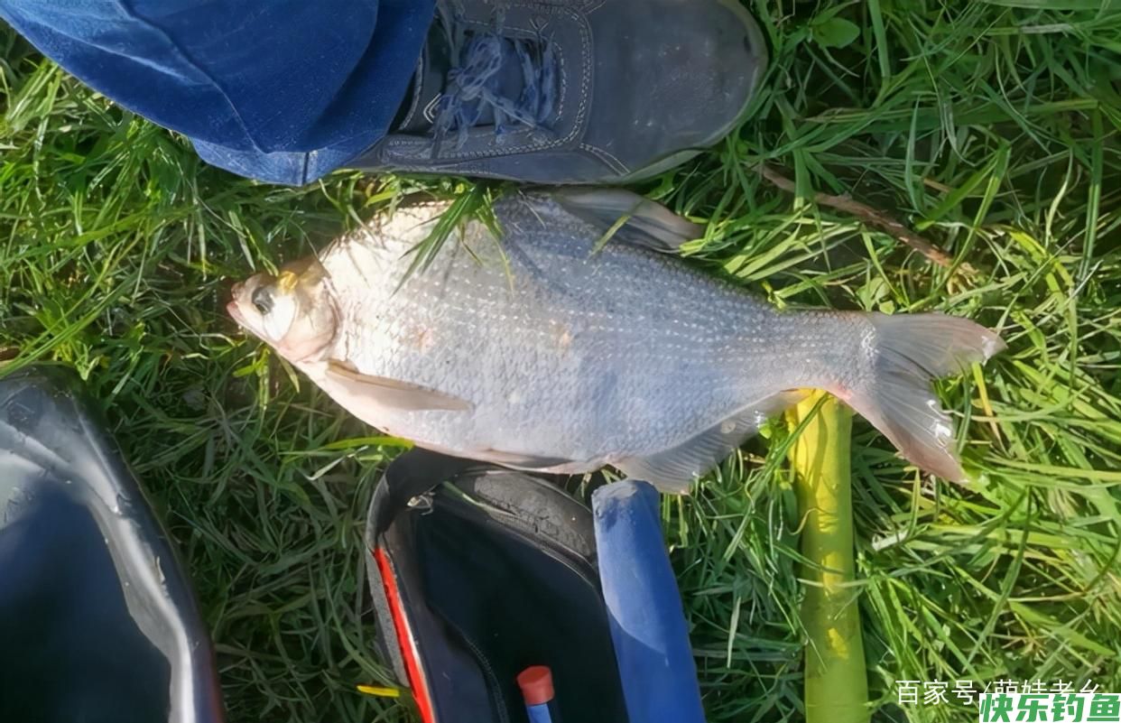 疯狂的钓鱼人！湖北一河道鳊鱼大爆发，有人天没亮就去占位置了