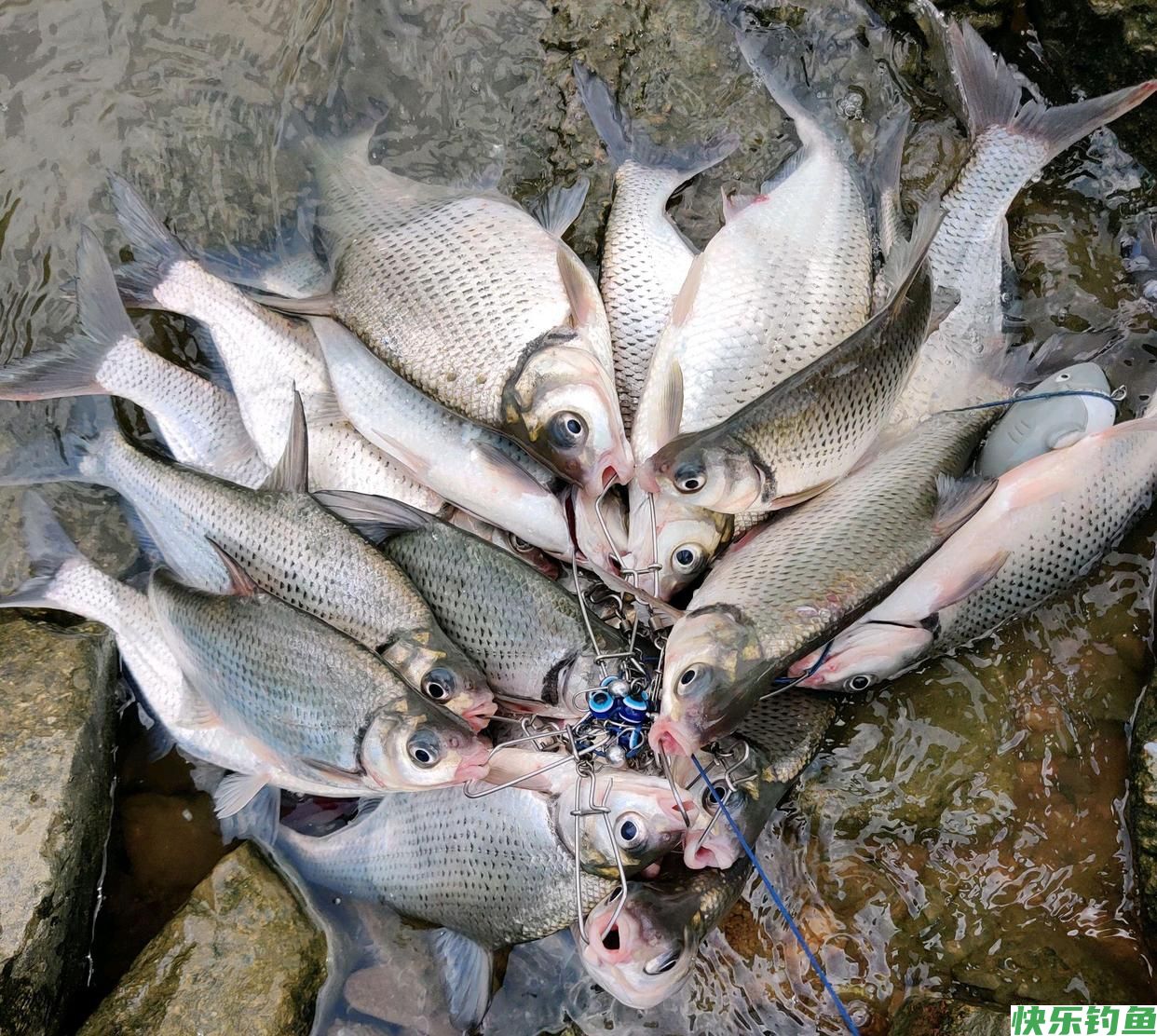 东江鳊鱼“狂口”半天钓起十几条，网友：路亚能钓到鳊鱼？