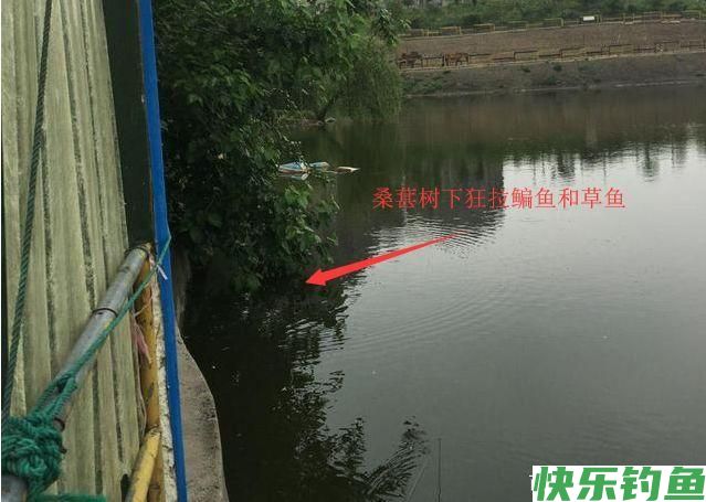 鳊鱼怎么钓更好？中秋过后采用这种钓法，鳊鱼大又肥