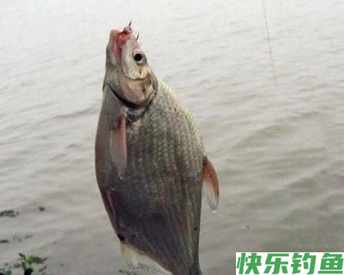 鳊鱼在水库很常见，秋季野钓做好这四点，水库很容易钓获鳊鱼
