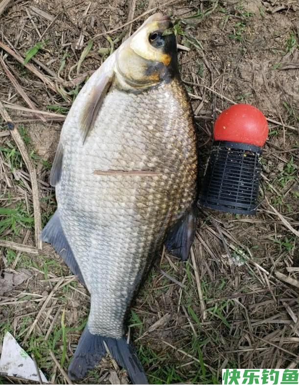钓鳊鱼每次都只能钓一两条？做好这几个细节，能经常上双尾