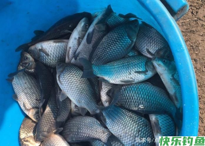 关于钓鳊鱼的技巧，不了解的可以进来看看，真的很实用！