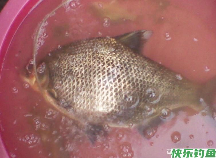 浅谈夏季垂钓鳊鱼的小技巧，了解掌握这些技