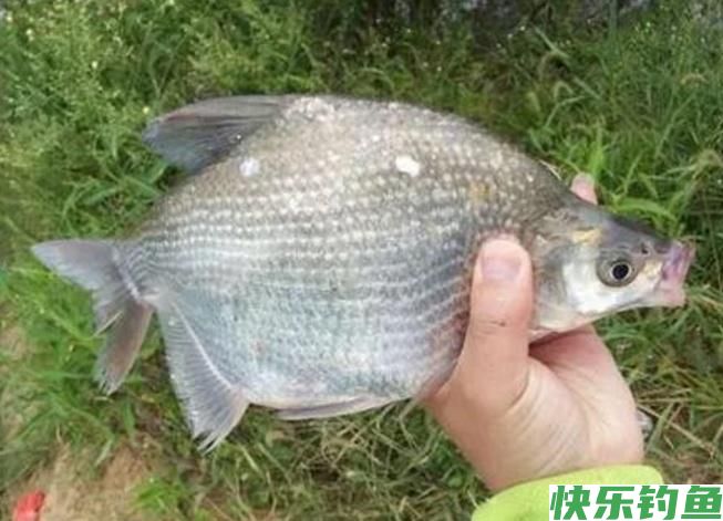 怎样垂钓鳊鱼？听听小编的介绍，绝对都是一些很实用的知识！