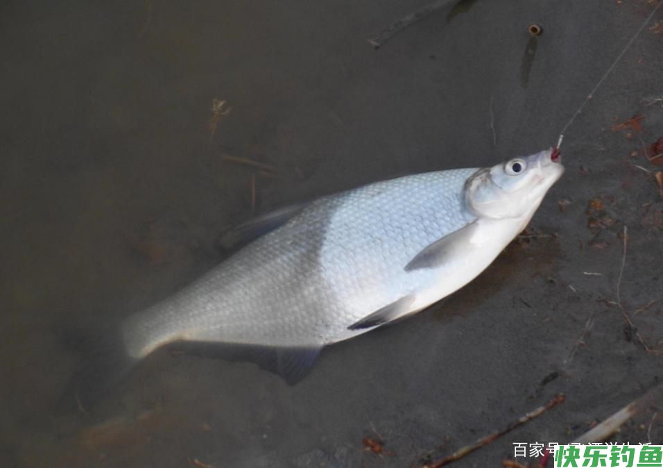 怎么样才能钓获鳊鱼，这几个小方法不能忽视，一定要多学习