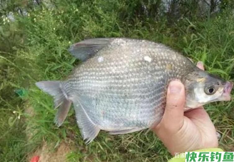 钓鳊鱼需要知道的一些小常识，跟我这样做，才会很轻松！