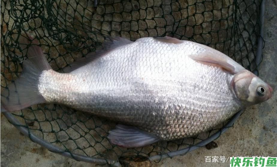 怎么垂钓鳊鱼？这些技巧需要知道，可以提升爆护率