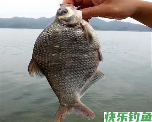 夏季野钓做好这五点，水库总能上鳊鱼，解析夏季水库野钓鳊鱼技巧