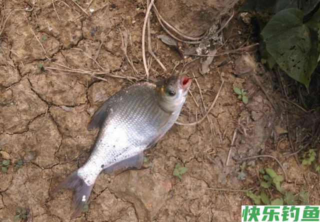 垂钓鳊鱼时，需要掌握哪些技巧？就来看看老钓友分享的经验