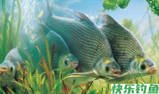 我们应该如何钓到鳊鱼呢？注意以下几点，就可以钓到了