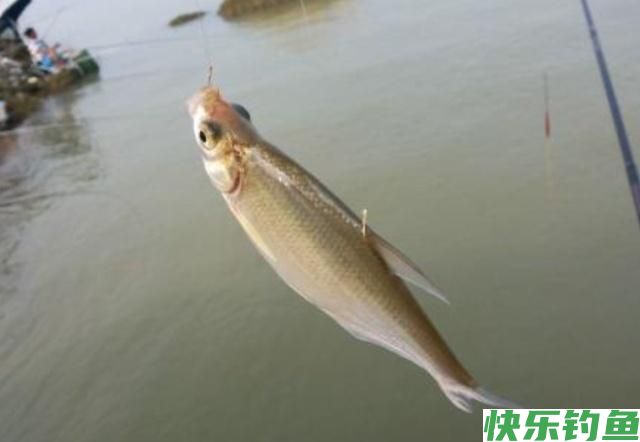 垂钓鳊鱼时，了解了这些垂钓技巧，保证让你满载而归！