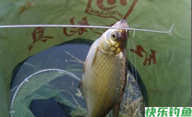鳊鱼如何能钓好？关键技巧很重要，学会之后渔获会容易很多
